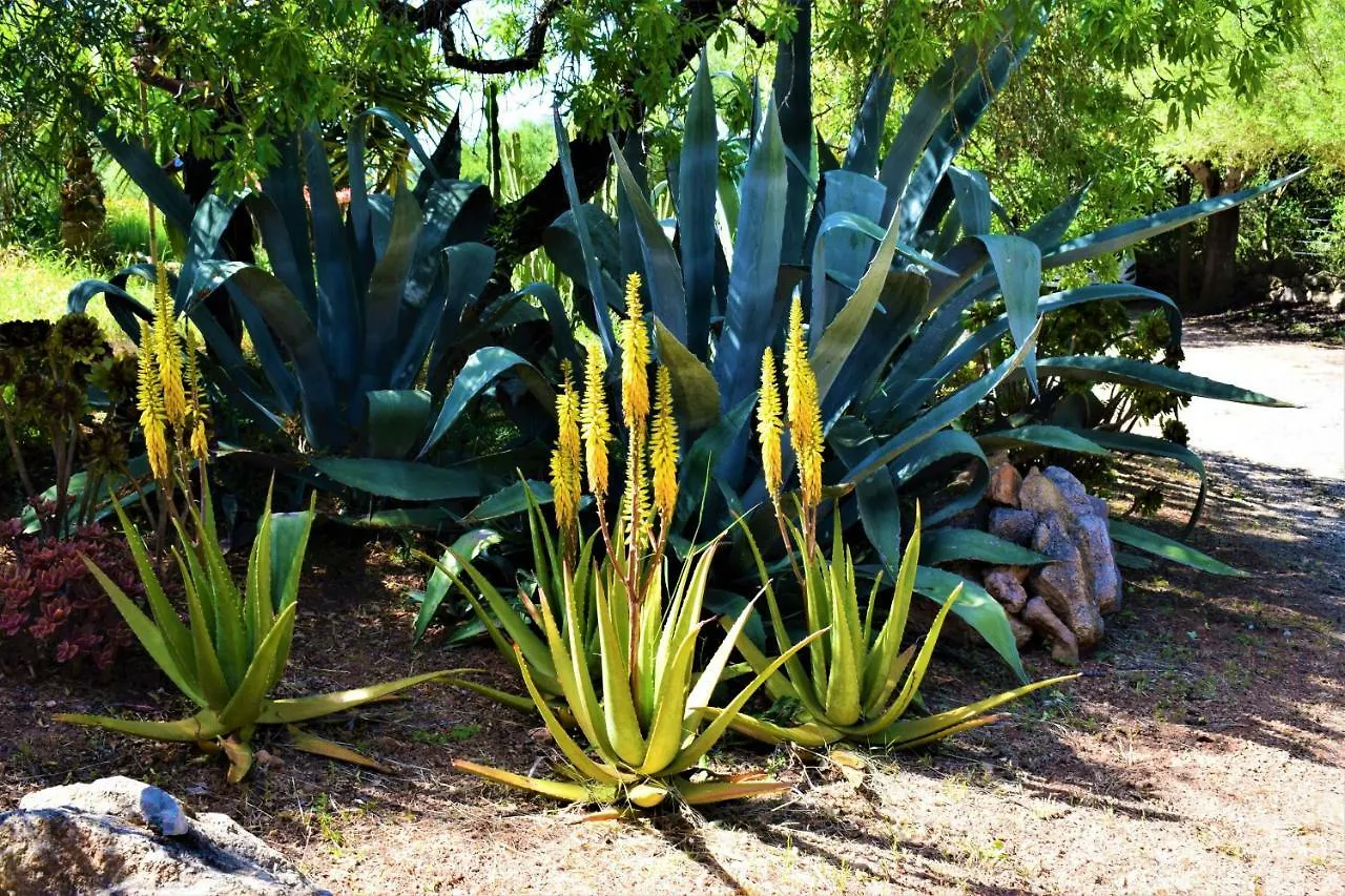 Finca Bona Sort Capdepera  Capdepera (Mallorca)